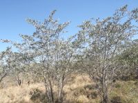 Terminalia sericea, several young trees
