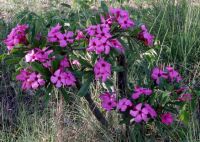 Adenium swazicum flowering deep pink