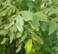 Berchemia discolor leaves