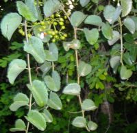 Cissus rotundifolia leaves