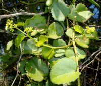 Cissus rotundifolia flowering