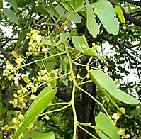 Colophospermum