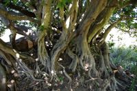 Ficus ingens using pluralis majestatis