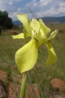 Moraea spathulata flower