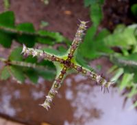 Euphorbia cooperi stem tip seen from above