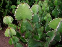 Euphorbia cooperi short stem segments