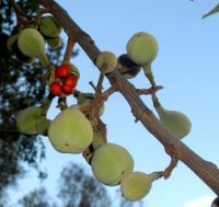 Trichilia emetica subsp. emetica fruits showing stipes