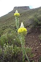 Bulbine narcissifolia flower