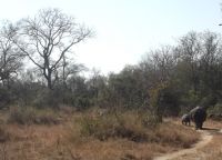 White rhino following her calf