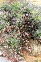 Pelargonium crithmifolium covered in old flower stalks