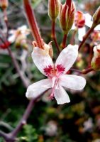 Pelargonium crithmifolium flower
