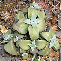 Crassula deltoidea leaves