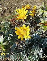 Berkheya cuneata in flower