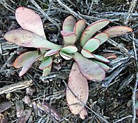 Crassula nudicaulis var. platyphylla leaves