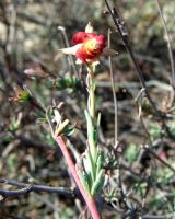 Hermannia filifolia var. grandicalyx