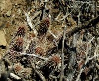Huernia pillansii living among dry sticks