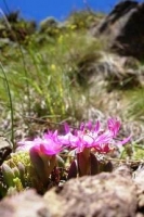 Delosperma lavisiae flowering