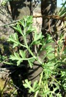 Pelargonium crithmifolium leaf