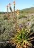 Aloe lineata var. muirii last flowers