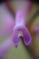 Disa stachyoides flower close-up