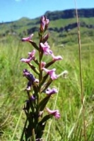 Disa stachyoides flowering in grassland