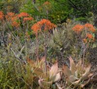 Aloe striata flowering near Barrydale