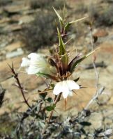 Blepharis capensis defending its blooms