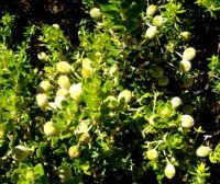 Phylica buxifolia fruit