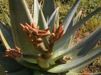 Aloe marlothii, maybe a hybrid