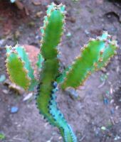 Euphorbia ledienii, the suurnoors