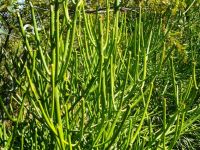 Euphorbia tirucalli stem tips