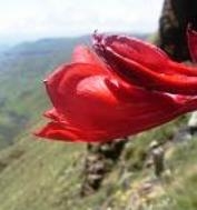 Gladiolus flanaganii flower