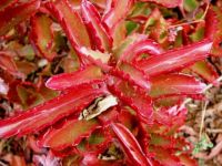 Kalanchoe sexangularis red from sunlight