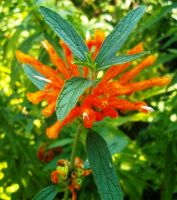Leonotis leonurus orange flowers