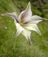 Gladiolus longicollis subsp. longicollis
