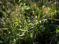 Setaria megaphylla growing densely