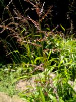 Setaria megaphylla inflorescence