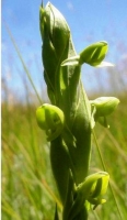 Habenaria laevigata flower