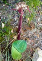 Haemanthus sanguineus new leaves