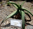 Aloe inermis from Saudi Arabia