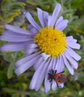 Amellus asteroides and the Unknown Pollinator