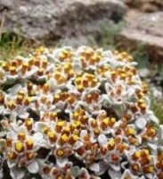Helichrysum lineatum