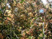 Gloveria integrifolia in full bloom