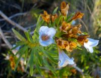 Lobostemon fruticosus flowers