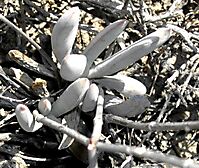 Crassula tecta leaves