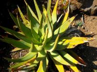 Aloe dolomitica