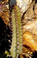 Euphorbia vandermerwei stem