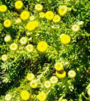Chrysocoma coma-aurea spring flowers