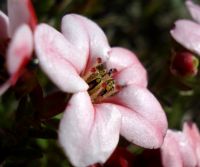Adenandra villosa, pink and shiny