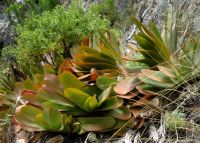 Kumara haemanthifolia curiously named